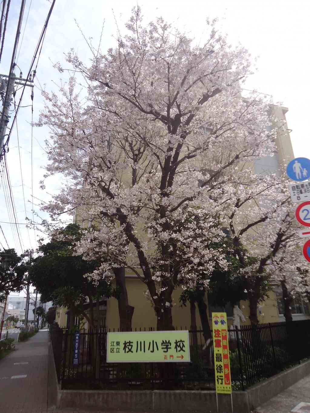 満開桜.jpg